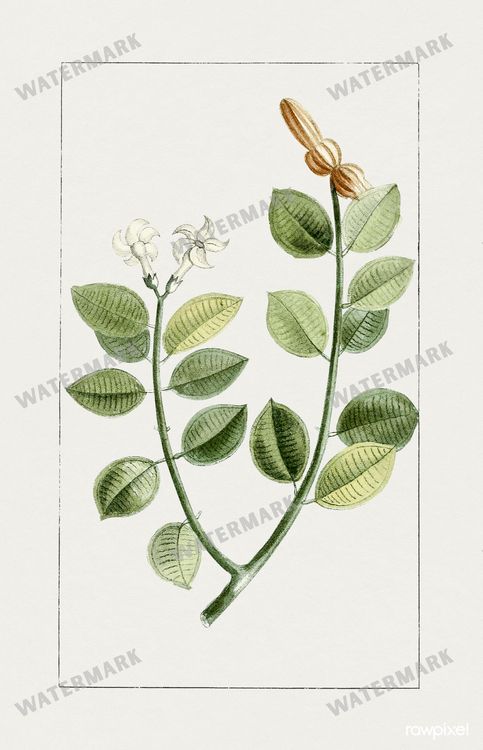 Botanical Vintage Prints