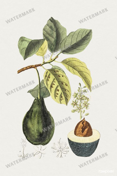Botanical Vintage Prints