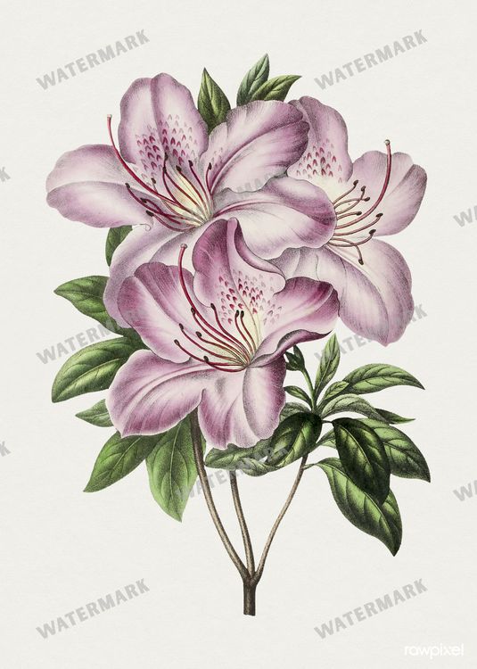 Botanical Vintage Prints