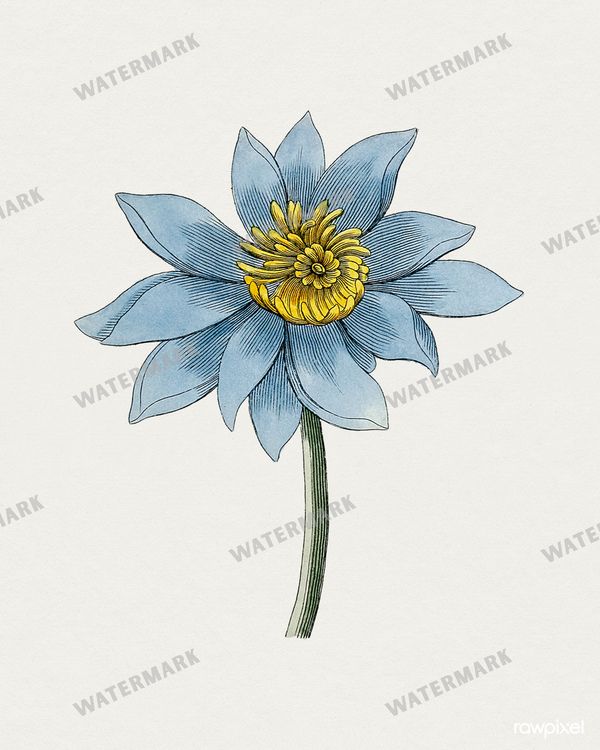 Botanical Vintage Prints