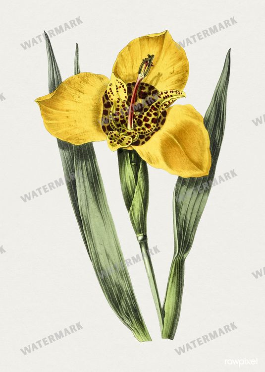 Botanical Vintage Prints