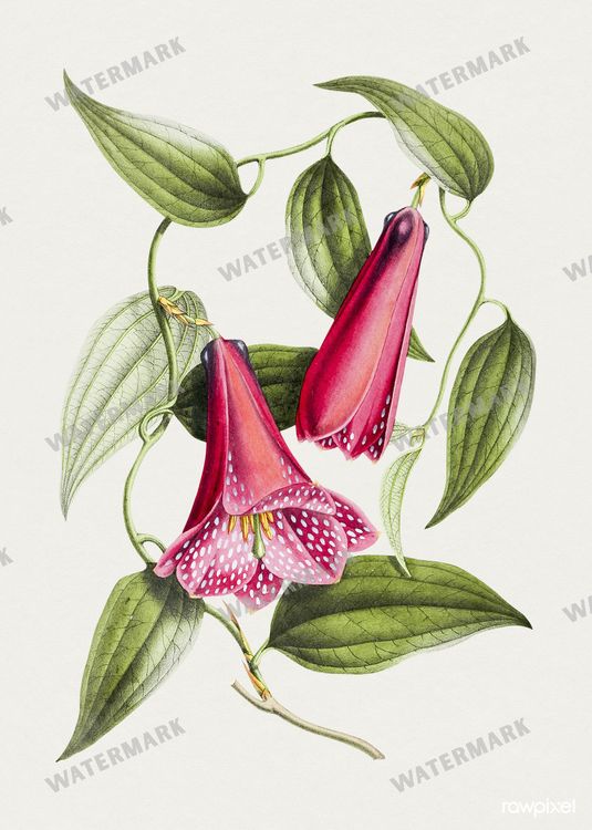 Botanical Vintage Prints