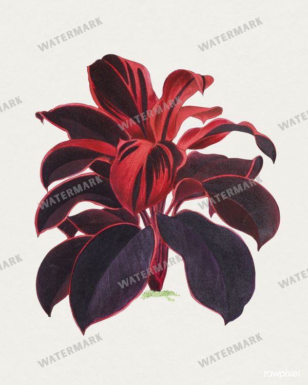 Botanical Vintage Prints