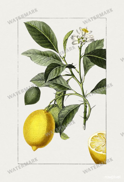 Botanical Vintage Prints