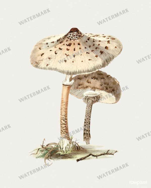 Botanical Vintage Prints