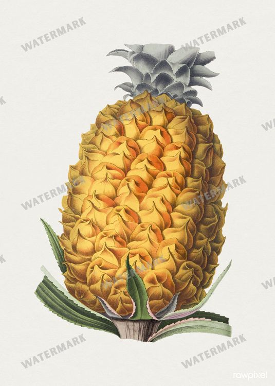 Botanical Vintage Prints