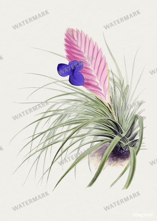 Botanical Vintage Prints