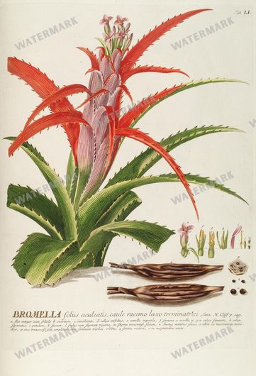 Botanical Vintage Prints