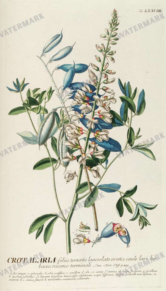 Botanical Vintage Prints