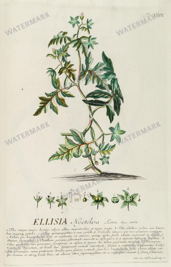 Botanical Vintage Prints