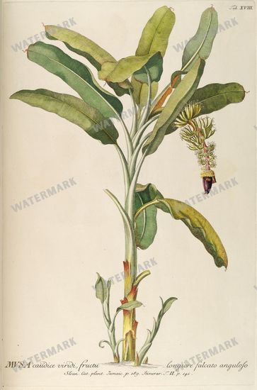 Botanical Vintage Prints