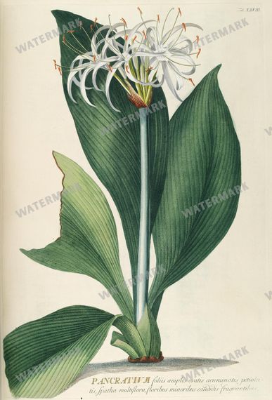 Botanical Vintage Prints