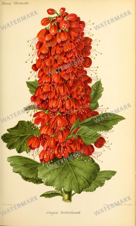 Botanical Vintage Prints