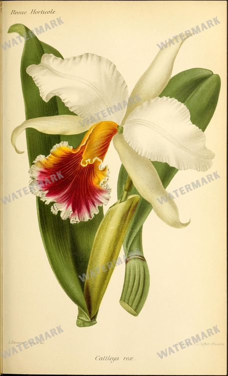Botanical Vintage Prints
