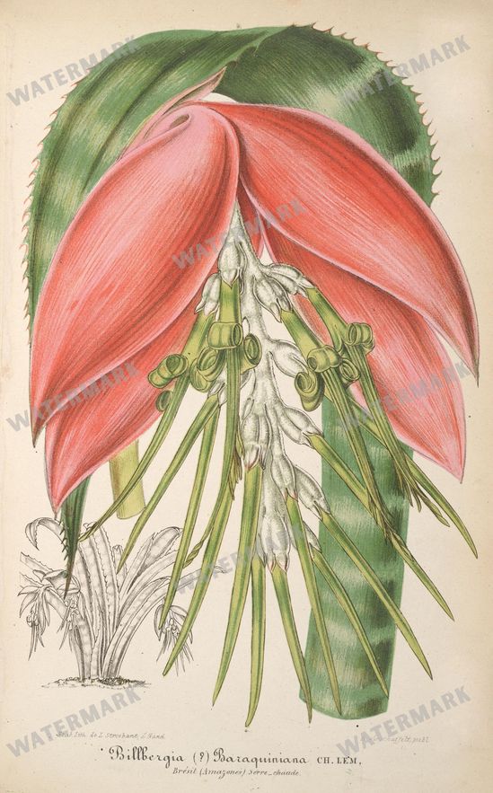 Botanical Vintage Prints