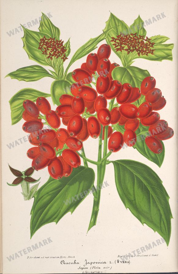 Botanical Vintage Prints