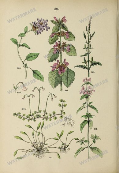 Botanical Vintage Prints