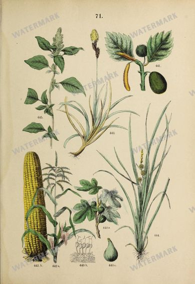 Botanical Vintage Prints