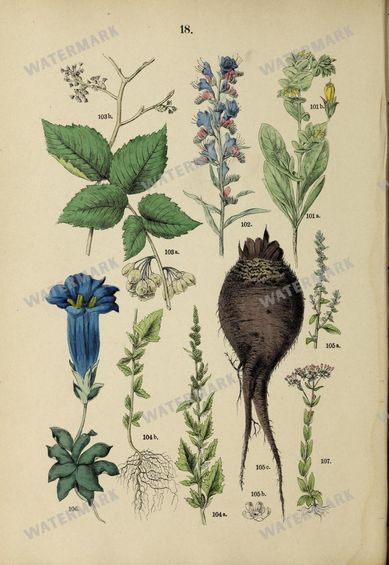 Botanical Vintage Prints