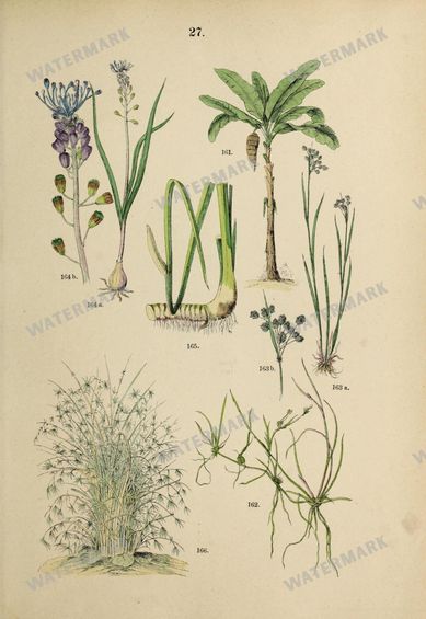 Botanical Vintage Prints