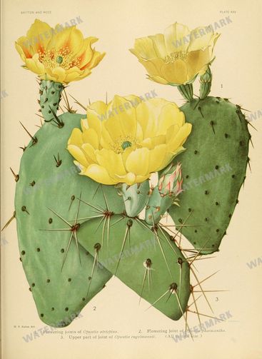 Cactus Vintage Prints