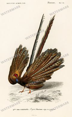 Dictionnaire Universel Dhistoire Naturelle Vintage Prints