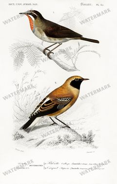 Dictionnaire Universel Dhistoire Naturelle Vintage Prints