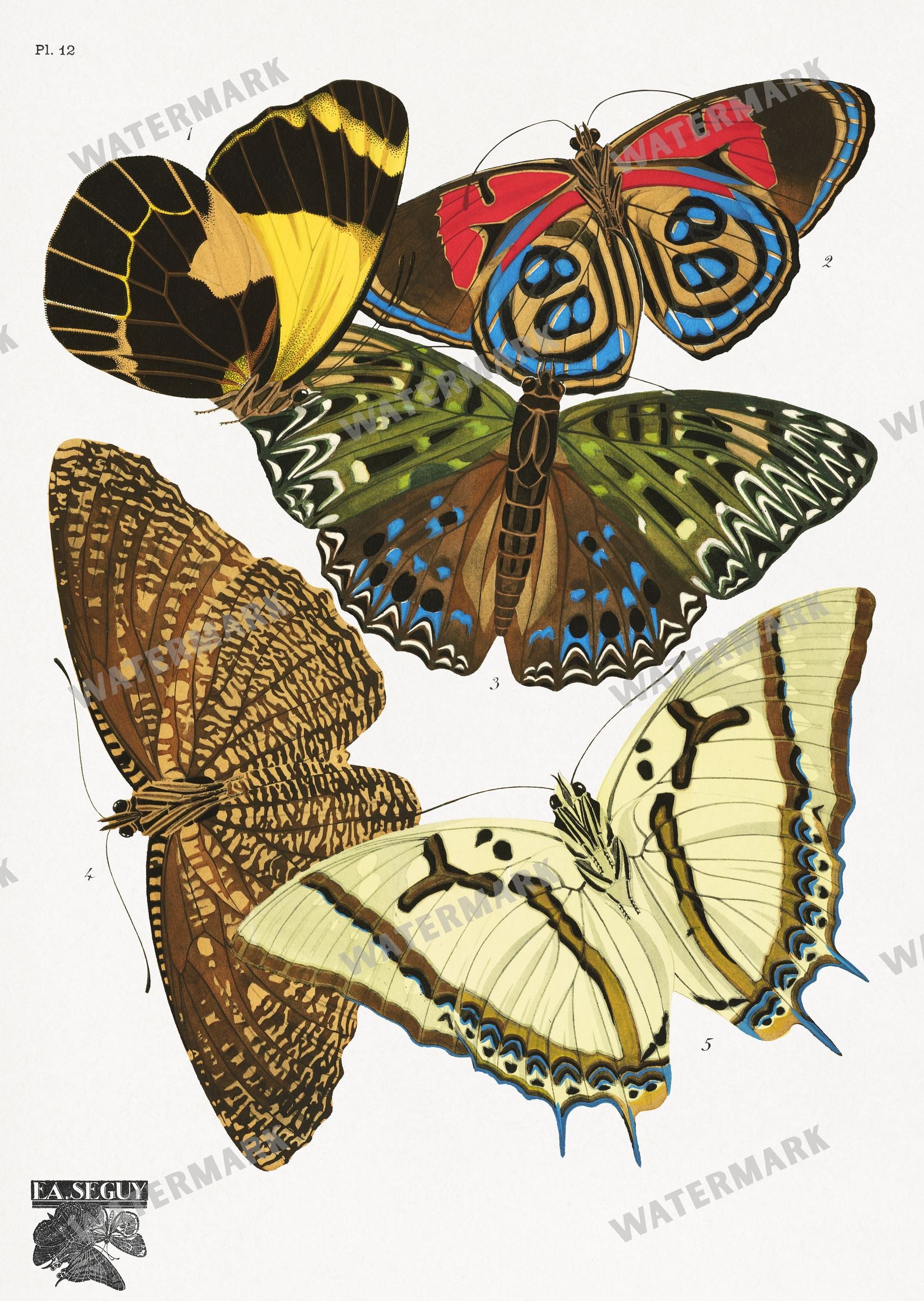 E A Seguy Vintage Prints