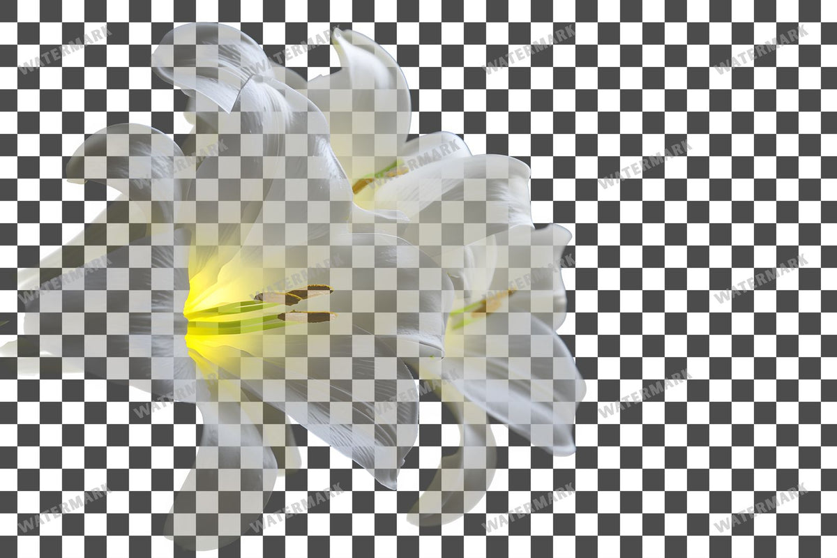 Easter Lilies Transparent Overlay Pngs