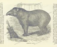 Fauna Vintage Prints