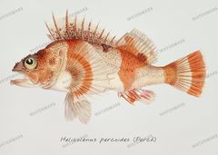 Fish Vintage Prints