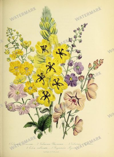 Floral Vintage Prints