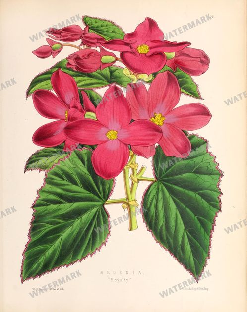 Floral Vintage Prints