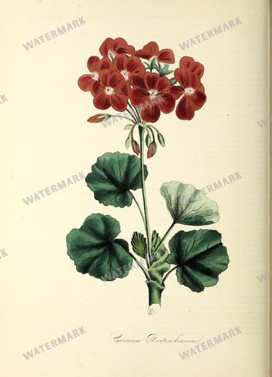Floral Vintage Prints