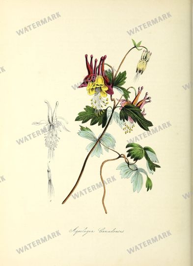 Floral Vintage Prints