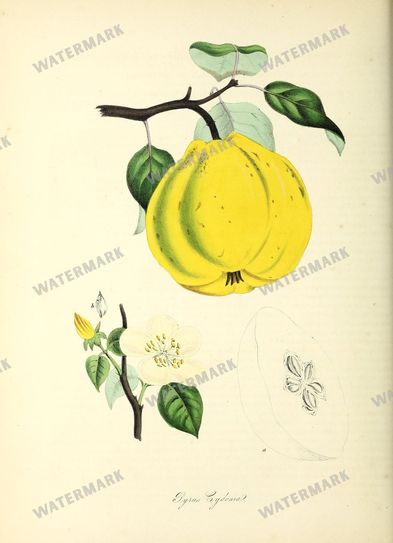 Floral vintage illustration, printable digital download, image 8