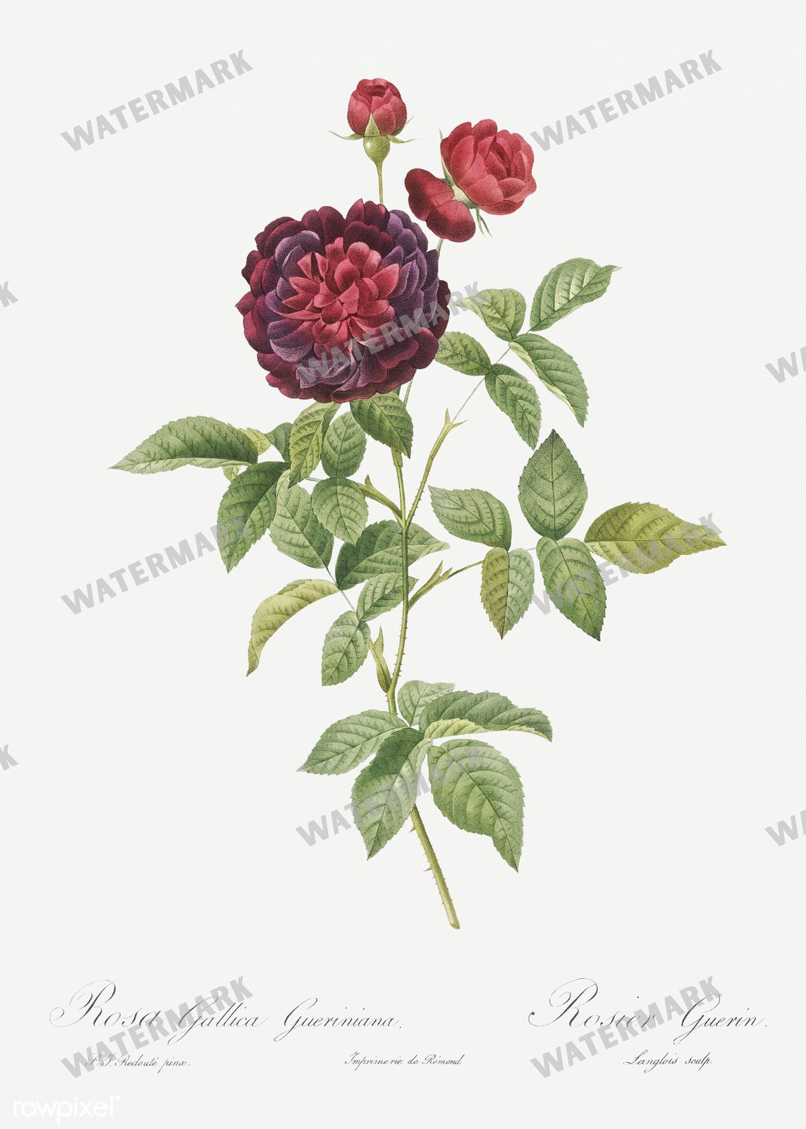 Floral Vintage Prints