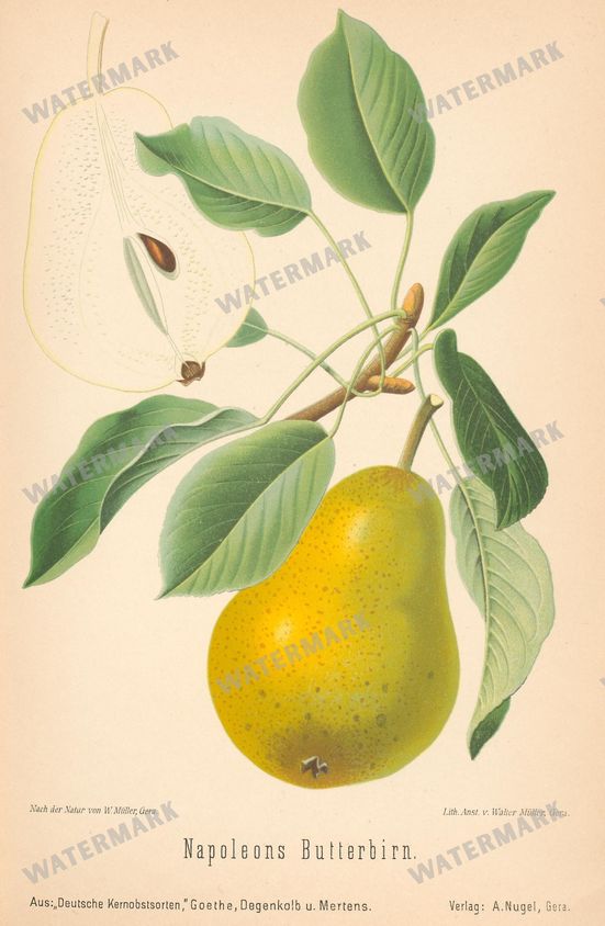 Fruit And Vegetables Vintage Prints