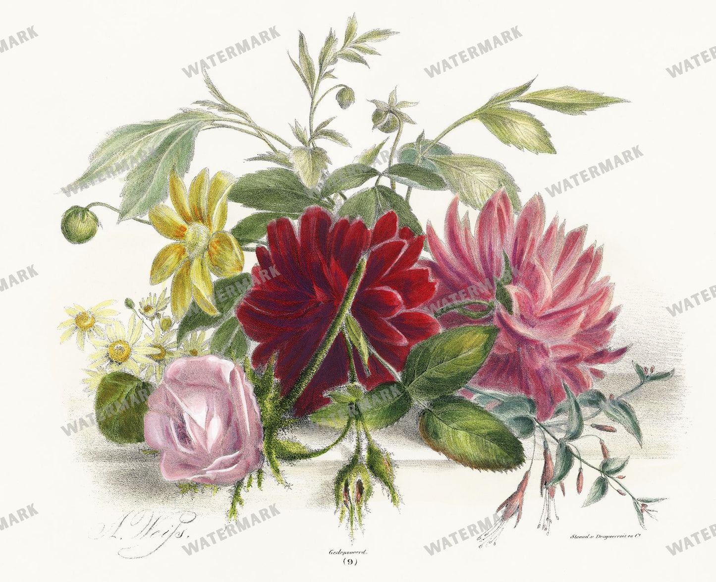 Lithographs Vintage Paintings