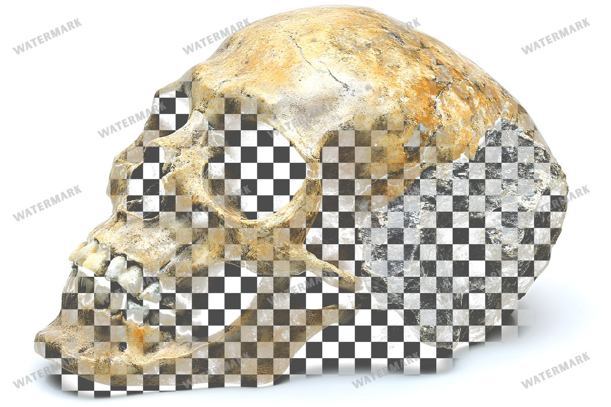 Small Skull