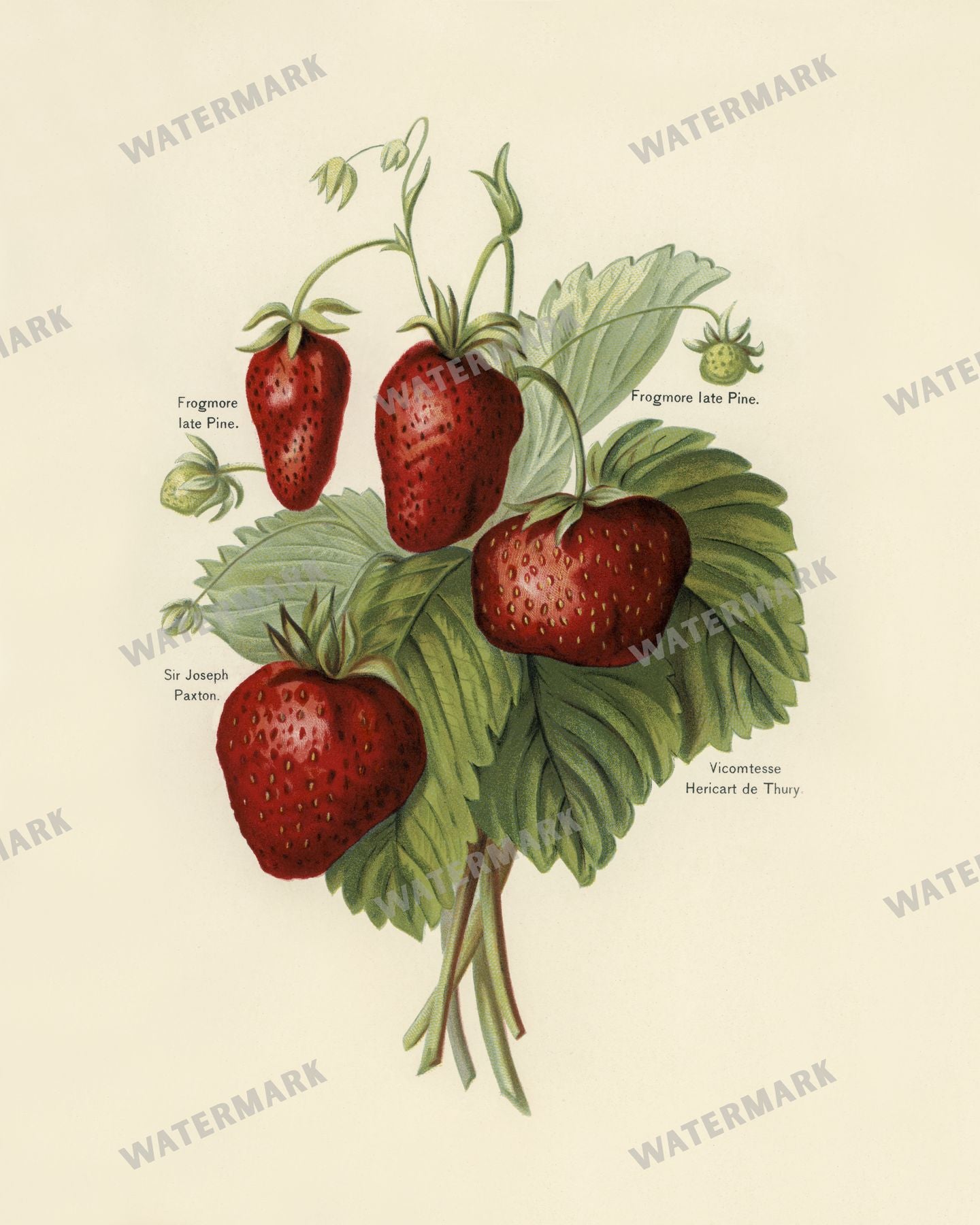 The Fruit Grower'S Guide Vintage Paintings