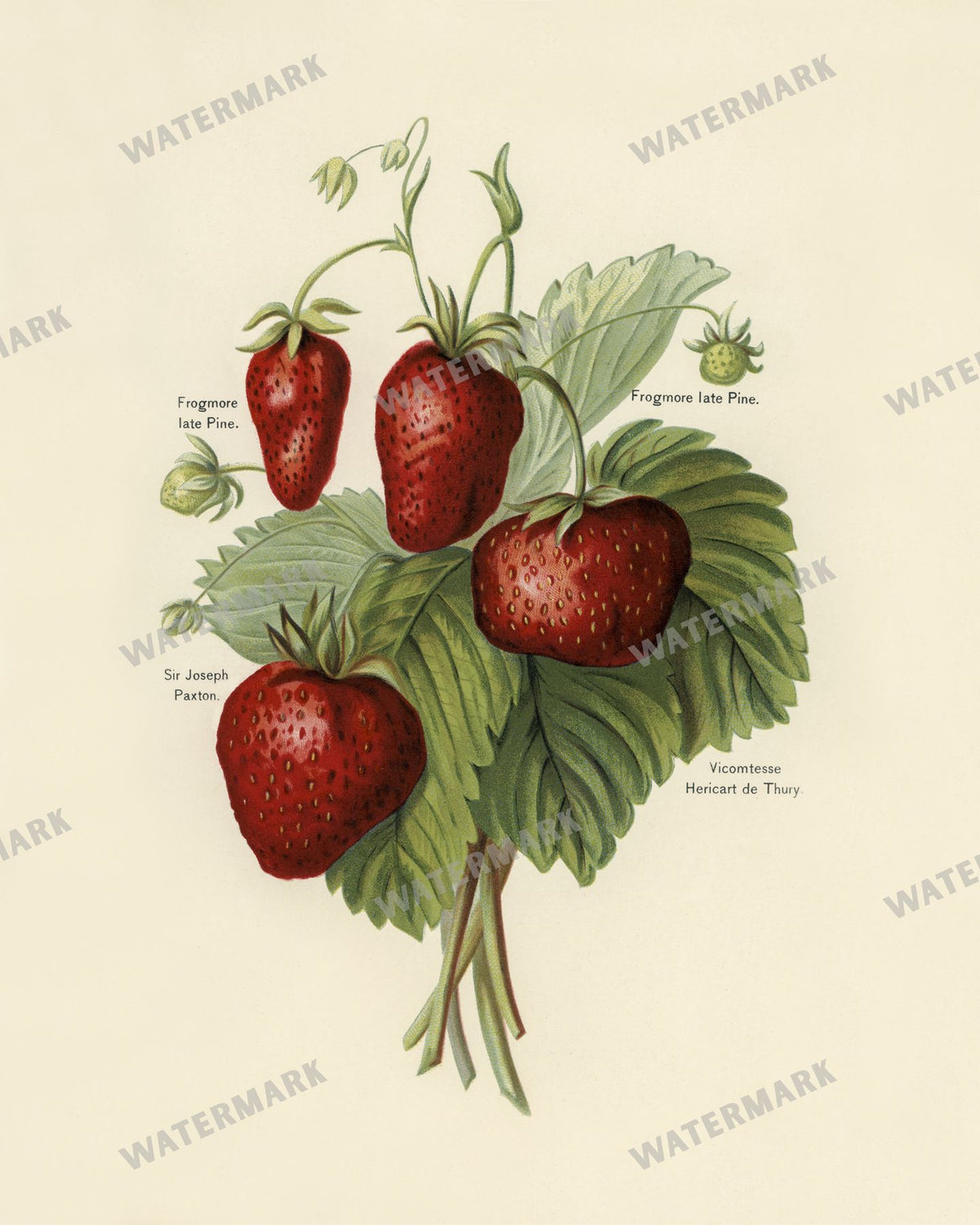 The Fruit Grower'S Guide Vintage Paintings