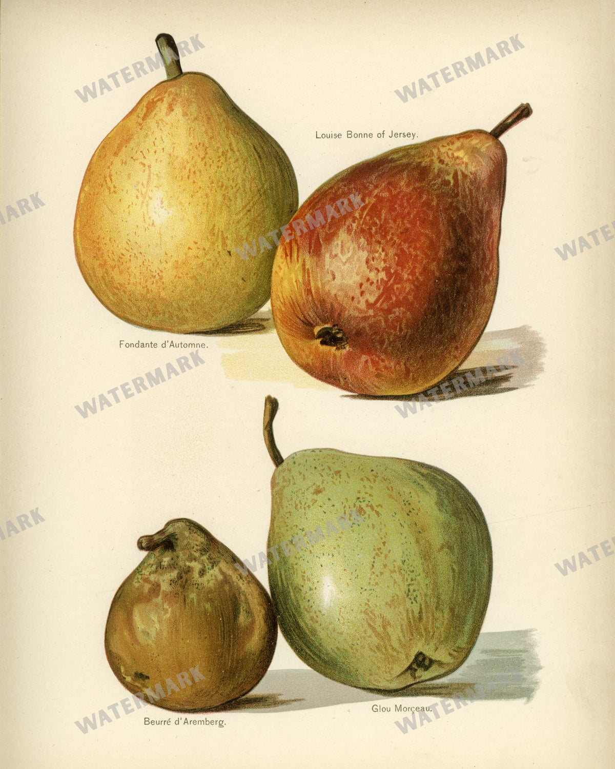 The Fruit Grower'S Guide Vintage Paintings