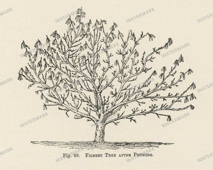 The Fruit Grower'S Guide Vintage Paintings