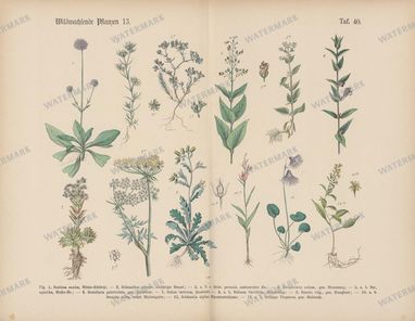 Vintage Botanical Vintage Prints