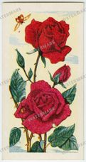 Vintage Roses Vintage Prints