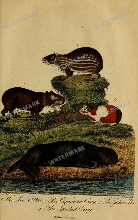 Wildlife Vintage Prints
