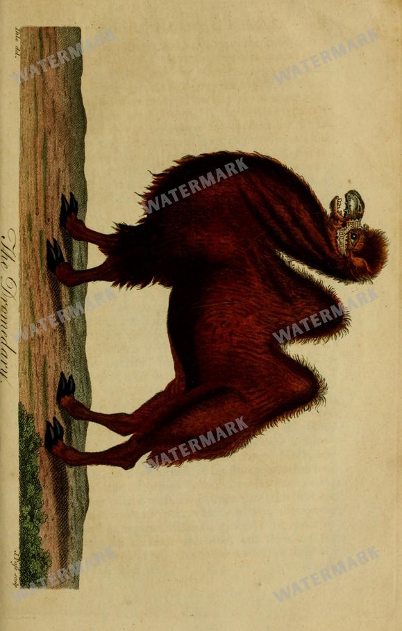 Wildlife Vintage Prints