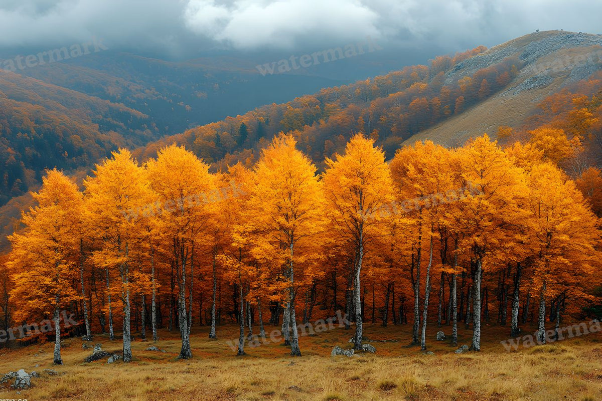 Autumn Season Backdrop Images