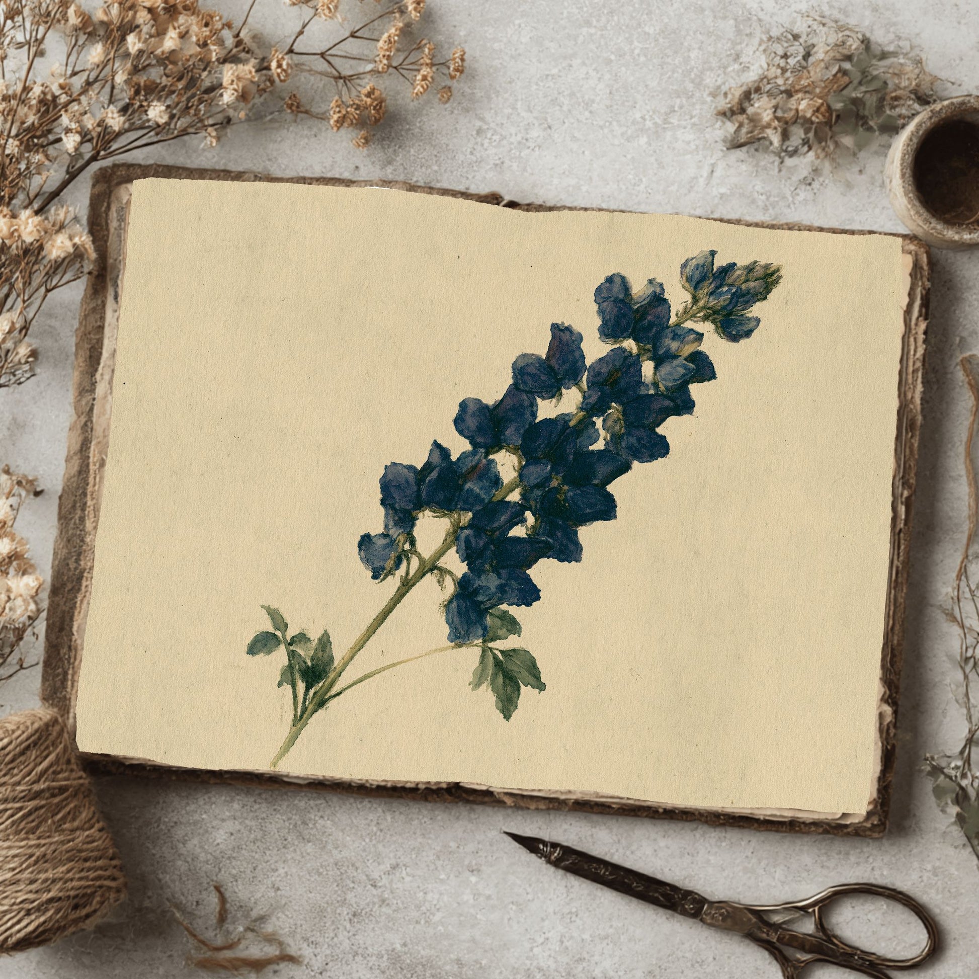 Vintage Arroyo Lupine Botanical Illustration